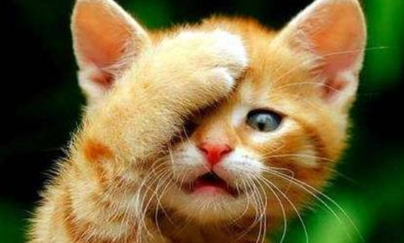 爱猫被撞死“猫妈妈”要撞猫人为猫披麻戴孝 爱猫被撞死“猫妈妈”要撞猫人为猫披麻戴孝