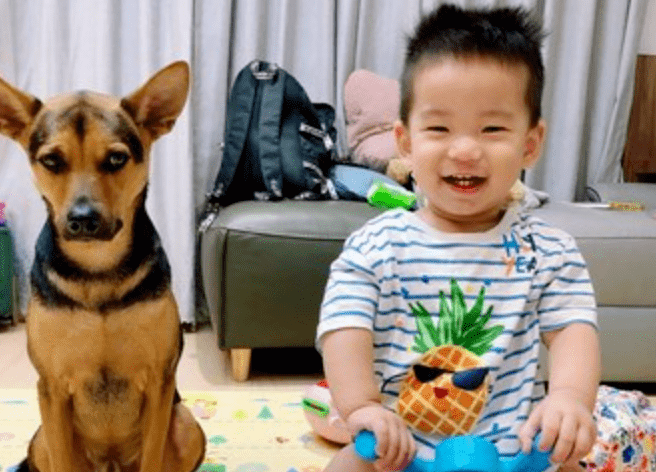 小狗带孩子后的目光转变......这也太令人心痛了！