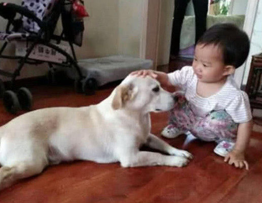 小宝宝醒来时后哭着找妈，狗狗这一幕马上小跑步上来，接下去一幕太贴心