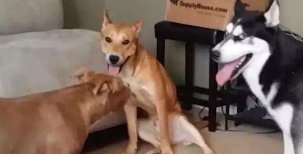 比特犬把哈士奇摁在街边暴揍,警员用电击棍都不起作用,摄像镜头纪录整个过程 比特犬把哈士奇摁在街边暴揍,警员用电击棍都不起作用,摄像镜头纪录整个过程