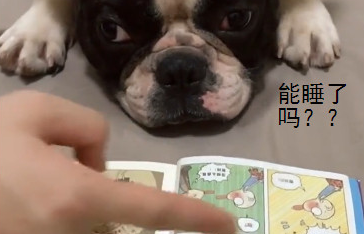 狗狗困得发困，主人家还强制性要求狗狗陪他看看书，网友：忽视狗子吧