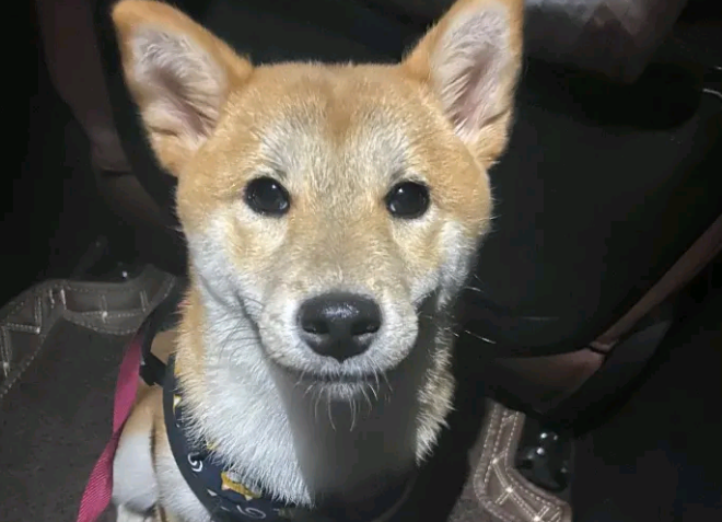 柴犬想出去玩，結果被主人家说得心神不安，哪都不去了