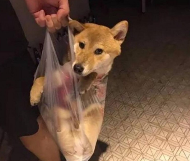 主人舍不得柴犬脚打湿,因此心血来潮,用这一方式带它回家 主人舍不得柴犬脚打湿,因此心血来潮,用这一方式带它回家