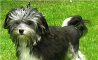 想知道罗秦犬拉肚子的治疗方法?快看这篇文章吧~