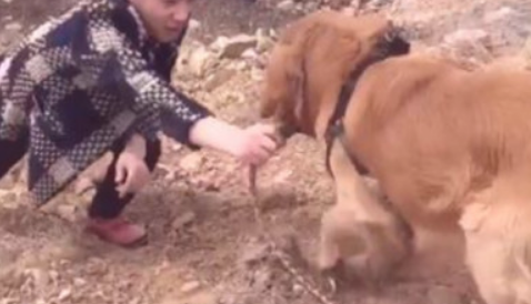 主人遛猫遛狗一不小心掉进墓坑,狗狗见后随后作法,让主人很是高兴 主人遛猫遛狗一不小心掉进墓坑,狗狗见后随后作法,让主人很是高兴