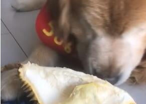 金毛见主人买来榴莲，趁主人不留意时偷食