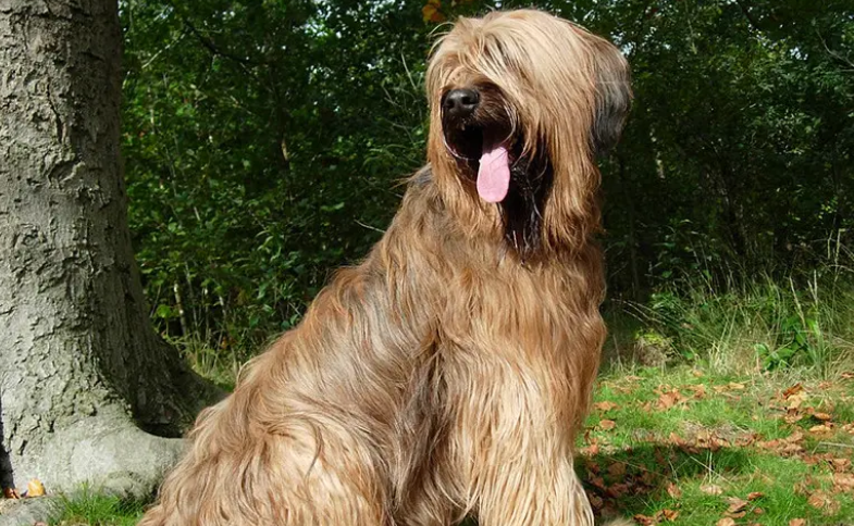 伯瑞犬呕吐怎么办?需要送医院吗? 伯瑞犬呕吐怎么办?需要送医院吗?