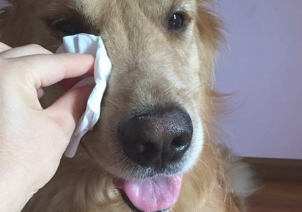 狗狗当主人面大流泪，仅因没办完一件有难度系数的事情！