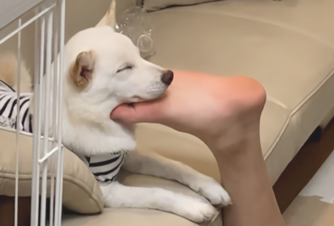 狗狗喜爱抱著主人的脚入睡，還是高难度动作，狗：味儿视角正好