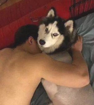 小姐姐夜里想跟男朋友渡过二人世界，哈士奇：想都不必想！