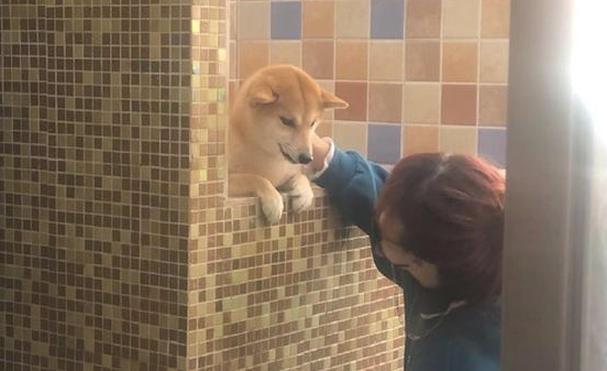 柴犬在冼澡以前,主人还去给它做观念提前准备,狗:乘飞机讹一下主人! 柴犬在冼澡以前,主人还去给它做观念提前准备,狗:乘飞机讹一下主人!