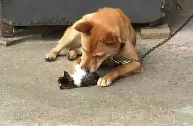 柴犬给小奶猫的奶爸,忙里忙外照料他们,界面贴心令人流泪!