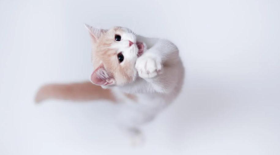 猫传腹检查报告怎么看 猫传腹检查报告怎么看