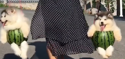 女子领狗散散步却用担子挑着走，狗狗大吼：居然还用西爪皮当牛仔裤子！