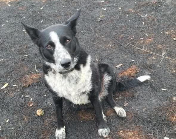 这只勇敢的牧羊犬,在澳洲大火中解救了整个羊群 这只勇敢的牧羊犬,在澳洲大火中解救了整个羊群