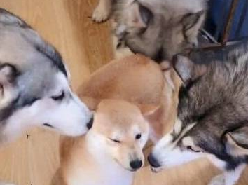 四只二哈围住一只柴犬,二哈:你得罪吗? 四只二哈围住一只柴犬,二哈:你得罪吗?