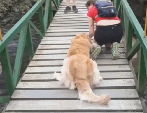 金毛狗狗害怕过木桥,女主人爬地面上跟狗狗一起走 金毛狗狗害怕过木桥,女主人爬地面上跟狗狗一起走