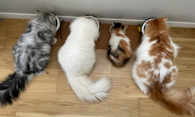 养了一只小小小猫，10个月后…这也太太太太太太太大只了吧！