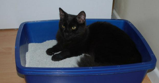 猫猫为什么在猫砂里睡觉 猫猫为什么在猫砂里睡觉