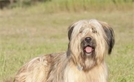 清洁伯瑞犬牙齿的方法你知道吗？不清楚的赶紧看看！