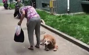 老奶奶带十三岁金毛散散步，金毛走两步就得趴着歇息，老奶奶不弃不离