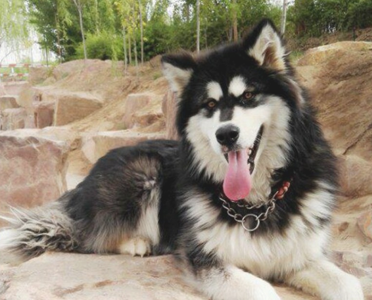 二哈摇身一变化身为军犬,狗生做到巅峰之战 二哈摇身一变化身为军犬,狗生做到巅峰之战