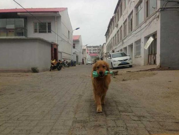 金毛狗狗太蠢，了解主人家没带伞，竟在雨天前自身去给主人家送伞！