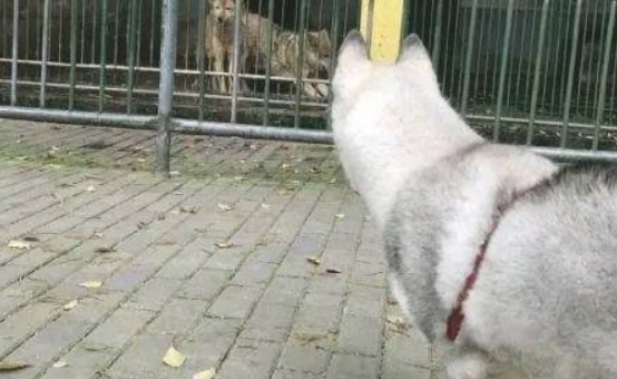 主人带二哈去动物园寻亲，看到被关进笼子里的狼，哈士奇蒙圈了！