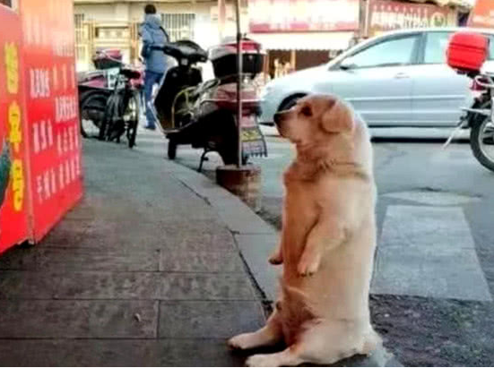 男子带著狗狗溜达，扭头就没有了身影，原路返回后被这姿态笑趴