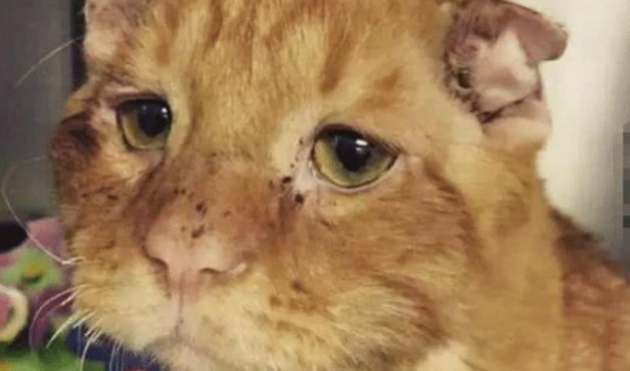 橘猫患病被抛弃,好心人将其领养,半年后一看,模样大变 橘猫患病被抛弃,好心人将其领养,半年后一看,模样大变