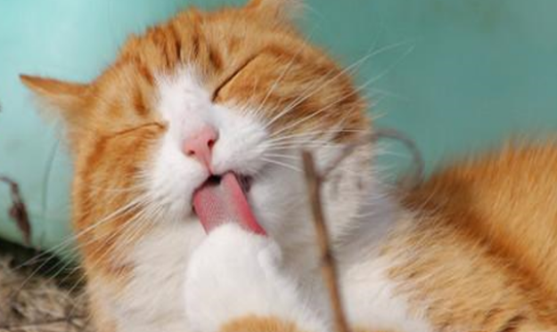 猫咪化毛就用卫仕化毛球片!靠谱! 猫咪化毛就用卫仕化毛球片!靠谱!