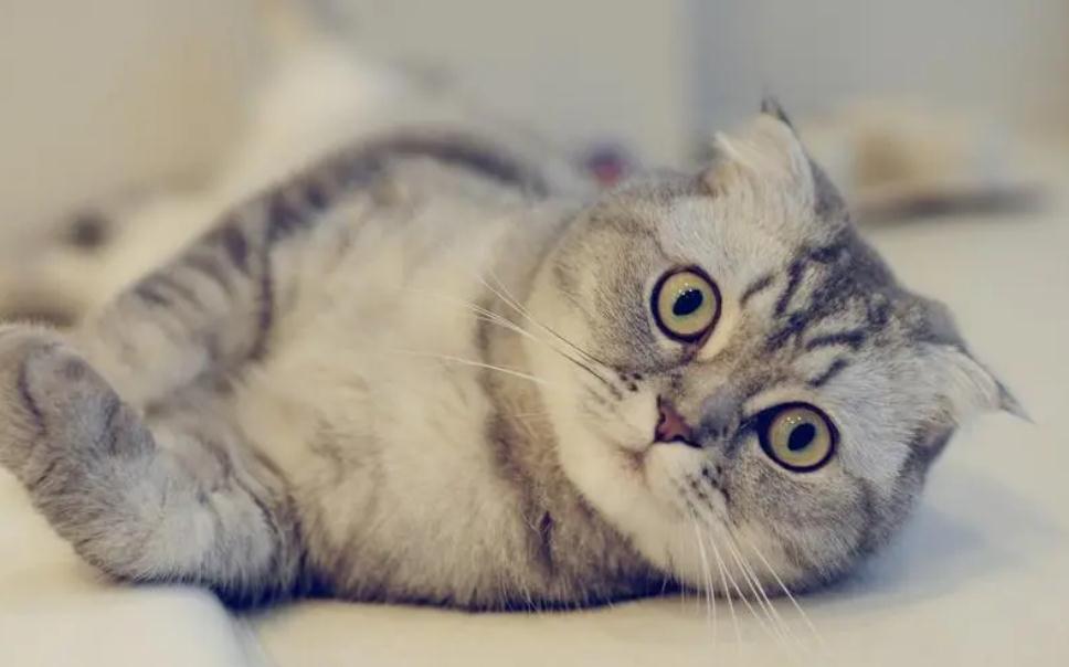 猫咪身上有白色的皮屑怎么回事 猫咪身上有白色的皮屑怎么回事