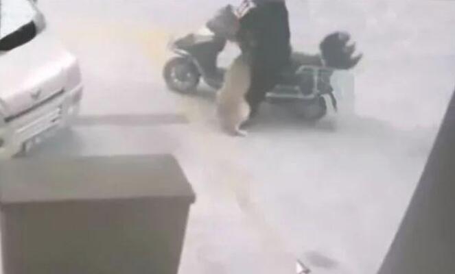 聪慧金毛被盗走第二天自身跑回家，还叼来窃贼的钱