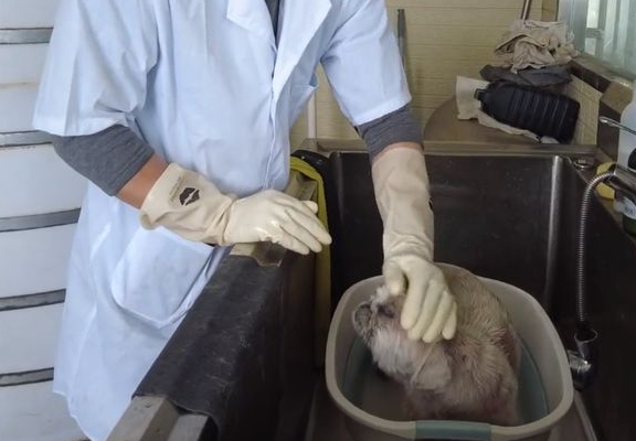 治疗半年无果,主人含泪将皮肤病的京巴送救助站 治疗半年无果,主人含泪将皮肤病的京巴送救助站