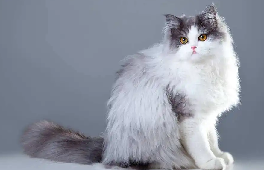 喂波斯猫吃什么比较好?或许这里可以给你答案 喂波斯猫吃什么比较好?或许这里可以给你答案