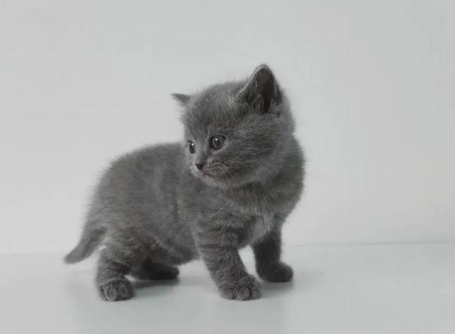 蓝猫能喝纯牛奶吗