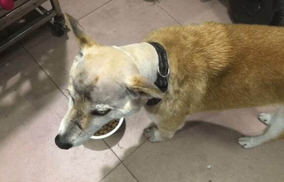 狗狗遇到粘鼠板了，把强力胶拉得老长都取不下来，最终剃变成秃头