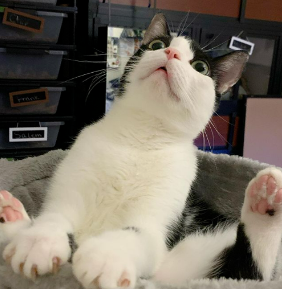 当我写遗书正准备自杀时，我的猫救了我