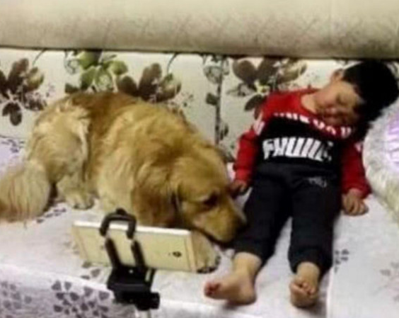 金毛和小孩在沙发上看电视剧,結果小孩迅速睡觉了,接下去金毛的反映令人惊讶