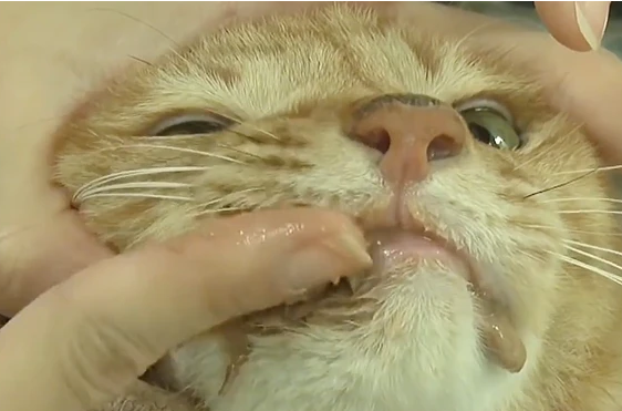 主人重病忍痛将猫咪送走，猫咪三个月不吃不喝从14斤瘦到6斤