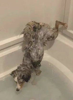 德牧犬反感洗澡的时候屁股湿掉，竟在浴盆里打开大绝技......