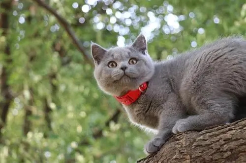 蓝猫小时候毛什么颜色.jpg 蓝猫小时候毛什么颜色.jpg