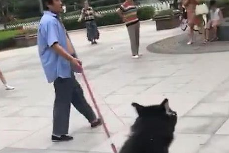 哈士奇喜爱滑滑板，主人家就牵着滑板遛二哈，这遛狗方法真时尚