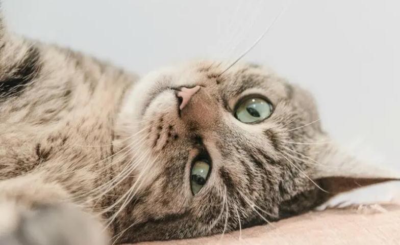 猫被粘鼠板粘住该怎么清洗