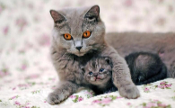猫流眼泪眼屎多用什么药比较好