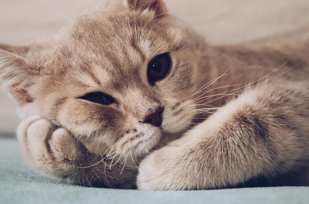 17岁的猫咪被嫌弃老了，丢弃在医院，自卑到不抬头看人