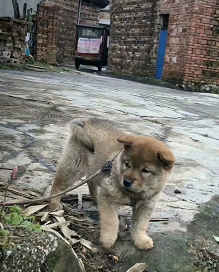 纯正中华田园犬,长相不输柴犬,还能当牧羊犬塑造 纯正中华田园犬,长相不输柴犬,还能当牧羊犬塑造