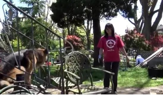 狗狗捣乱后被主人磨脚和关禁闭，嚎叫声让主人承受不住！