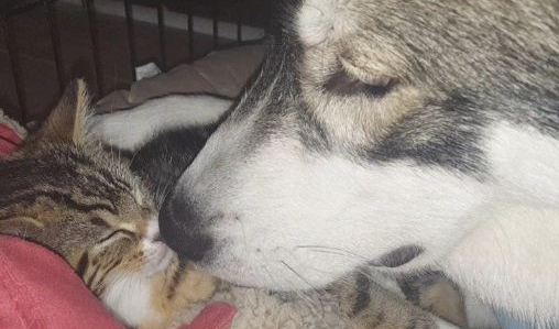 主人出来逛街购物,让二哈照料奶猫,结果让主人打动到哭 主人出来逛街购物,让二哈照料奶猫,结果让主人打动到哭