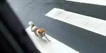 心疼,一主人由于不能带狗坐公交车,狗狗跟着车追了半小时... 心疼,一主人由于不能带狗坐公交车,狗狗跟着车追了半小时...
